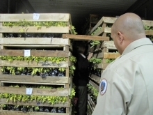 USDA inspector looking at live plant shipment.