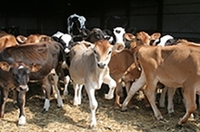 photo of brown, black and white calves