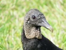 Vulture close up