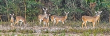 Deer near forest