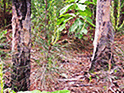 tree damage done by feral swine