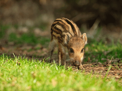 feral swine piglet