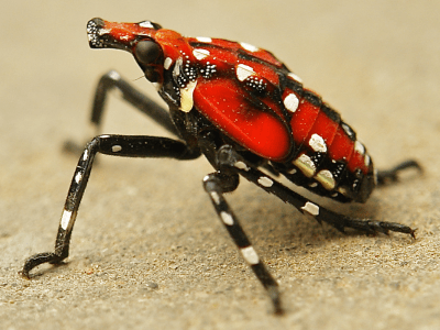 4th instar spotted lanternfly nymph