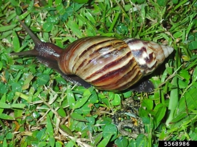 A brown-bodied snail with a brown striped shell on the ground.