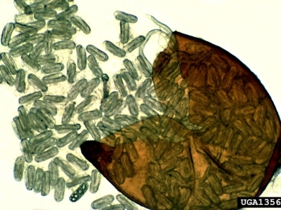 A crushed cyst of Globodera rostochiensis with numerous eggs. 