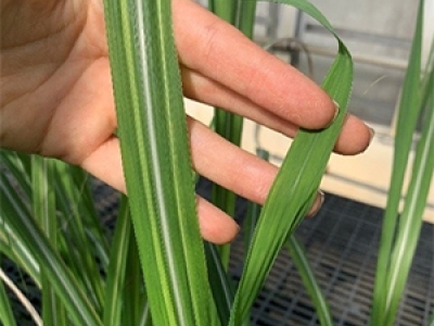 Pencil line symptoms of leaf scald