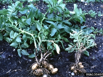 Globodera rostochiensis infected plant compared to healthy plant. The infected plant is much smaller. 