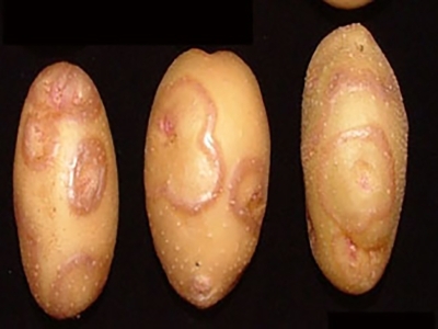 Raised rings of darker brown or reddened skin around potato tuber eyes. This damage may also extend into the tuber flesh.