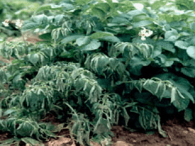 Potato plant with wilting leaves