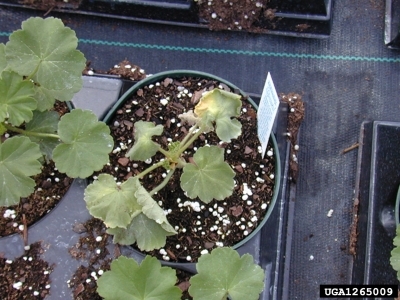 Close up of a geranium plant with yellowing.