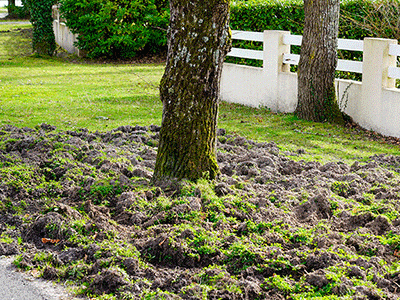 rooting damage