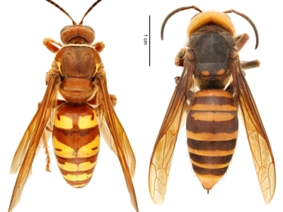 (left) Western cicada killer (Sphecius grandis) | (right) northern giant hornet (Vespa mandarinia)