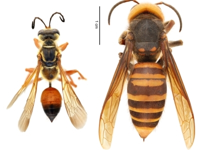 (left) Great golden digger wasp (Sphex ichneumoneus) | (right) northern giant hornet (Vespa mandarinia)