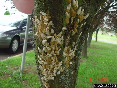 Female spongy moths laying egg masses. 