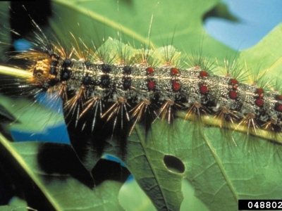 Spongy Moth Larva