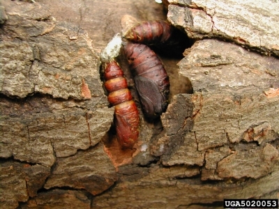 Spongy Moth Pupae